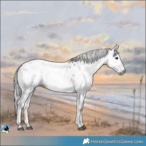 Horse Color:Gray Nacre Bay Ice Onyx Sabino Near Leopard