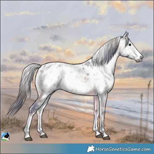 Horse Color:Gray Nacre Bay Ice Onyx Sabino Appaloosa