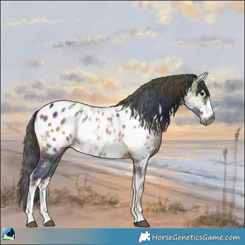 Horse Color:Gray Nacre Bay Ice Onyx Sabino Appaloosa