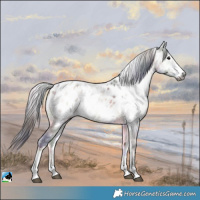 Horse Color:Gray Nacre Bay Ice Onyx Sabino Appaloosa 