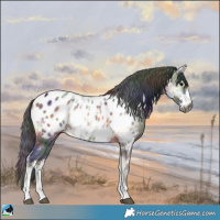 Horse Color:Gray Nacre Bay Ice Onyx Sabino Appaloosa