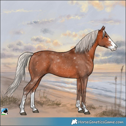 Horse Color:Silver Bay Sabino 