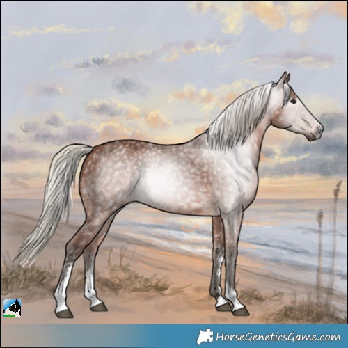 Horse Color:Gray Silver Bay Sabino 