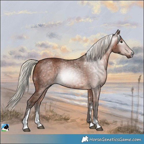 Horse Color:Gray Silver Bay Sabino
