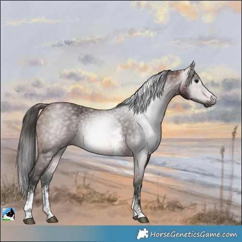 Horse Color:Gray Bay Sabino 