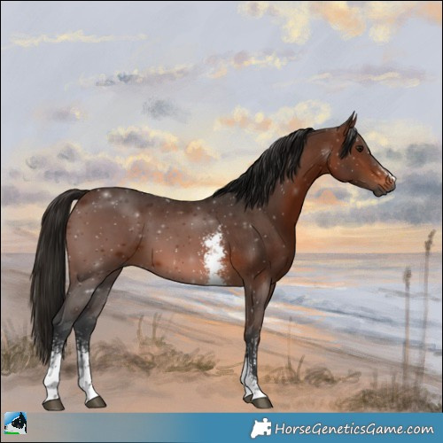 Horse Color:Gray Bay Sabino