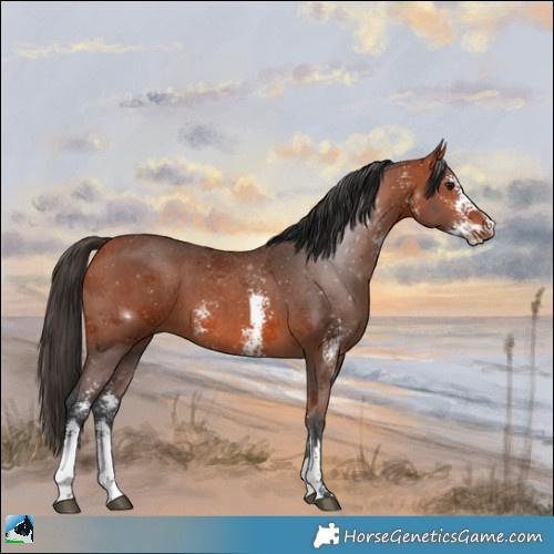 Horse Color:Bay Sabino 