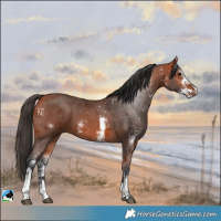 Horse Color:Bay Sabino 