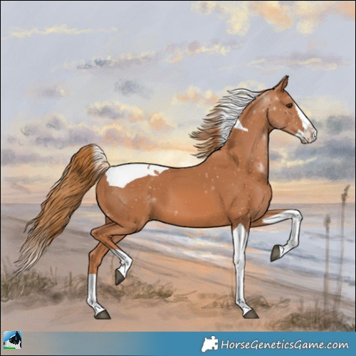 Horse Color:Chestnut Splash Tobiano 