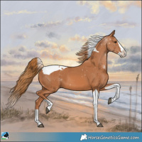 Horse Color:Chestnut Splash Tobiano
