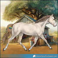 Horse Color:Red Dun Appaloosa and Red Dun Appaloosa