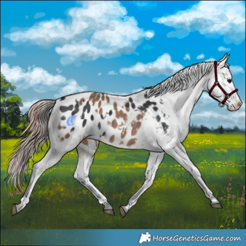 Horse Color:Black Appaloosa  and Liver Red Dun Appaloosa 