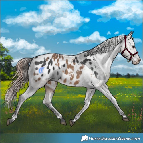 Horse Color:Black Appaloosa  and Liver Red Dun Appaloosa 