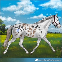 Horse Color:Black Appaloosa and Liver Red Dun Appaloosa
