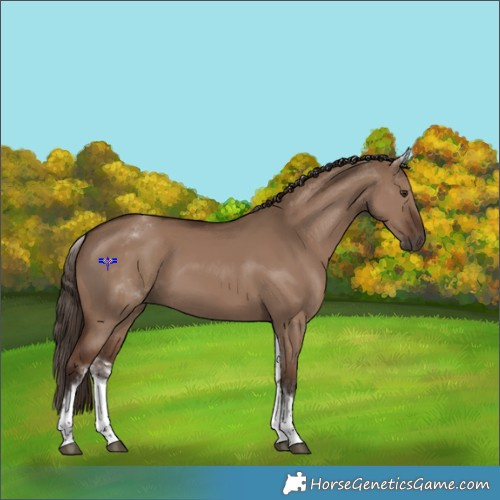 Horse Color:White Spotted Liver Red Dun 