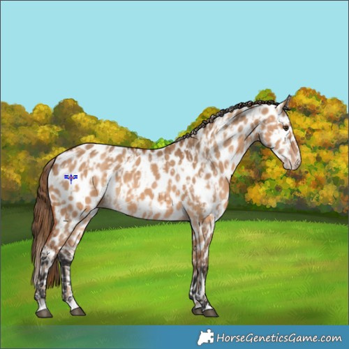 Horse Color:Red Dun Appaloosa  and Bay Dun Appaloosa 