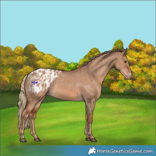 Horse Color:Red Dun  and Red Dun Blanket 