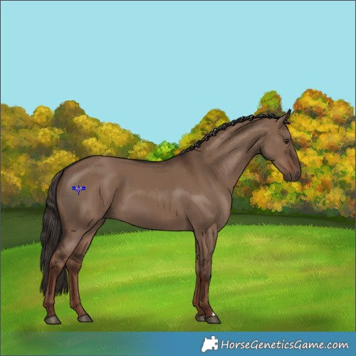 Horse Color:Liver Red Dun 