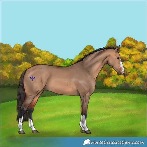 Horse Color:Bay Dun 