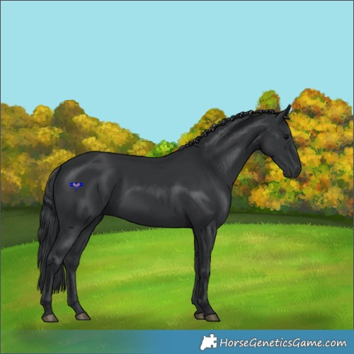 Horse Color:Black 