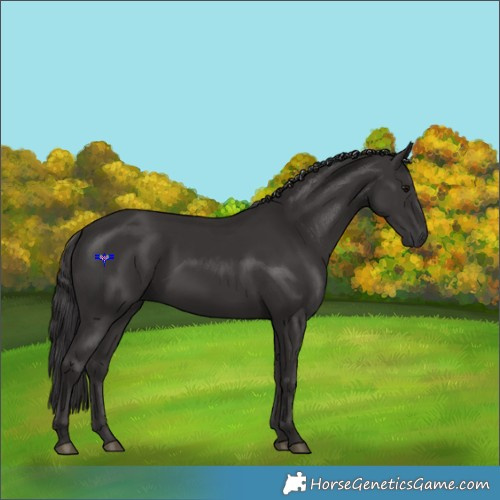 Horse Color:Smoky Black 