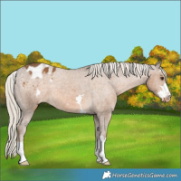 Horse Color:Chocolate Palomino Appaloosa 