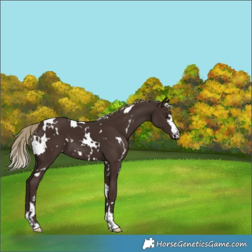 Horse Color:White Spotted Liver Chestnut 