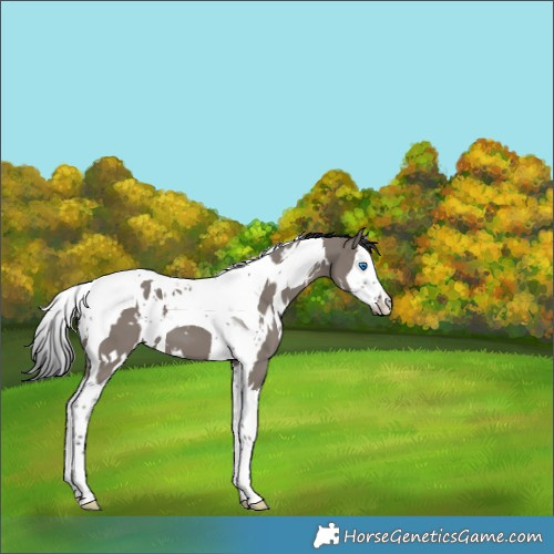 Horse Color:White Spotted Grullo Splash Tobiano 