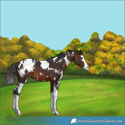 Horse Color:White Spotted Brown Splash Appaloosa