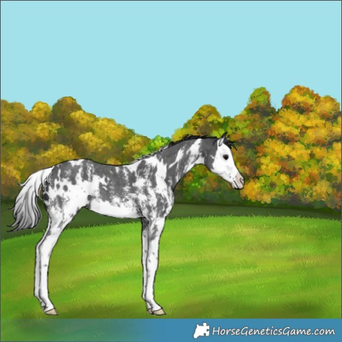 Horse Color:White Spotted Black Sabino Splash 