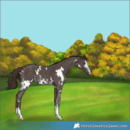Horse Color:White Spotted Liver Chestnut Sabino
