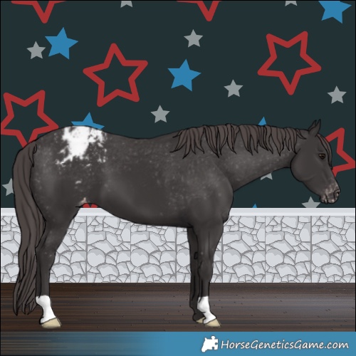 Horse Color:Smoky Black Appaloosa 