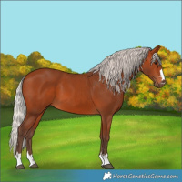Horse Color:Silver Bay 