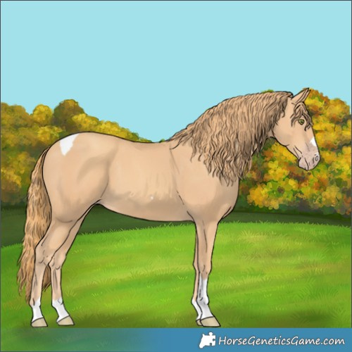 Horse Color:Gold Champagne Tobiano 