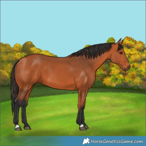 Horse Color:Bay 