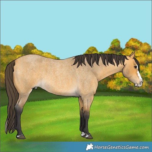 Horse Color:Buckskin Roan Splash