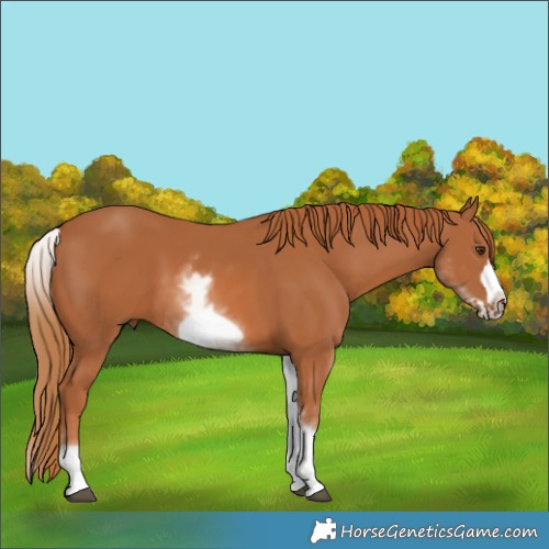 Horse Color:White Spotted Chestnut Frame