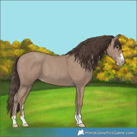 Horse Color:Classic Champagne