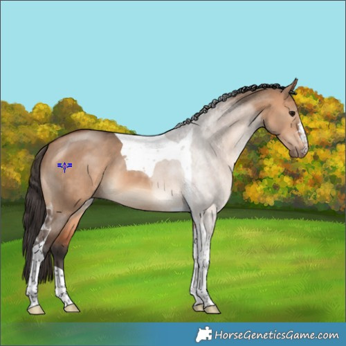 Horse Color:Bay Dun Tobiano 