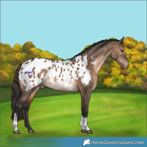 Horse Color:Brown Dun Tobiano Appaloosa 