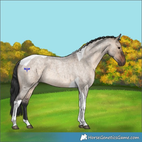 Horse Color:Brown Roan Dun Tobiano 