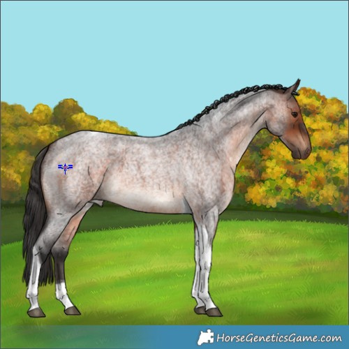 Horse Color:Brown Roan Tobiano 