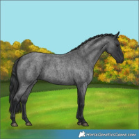 Horse Color:Blue Roan 
