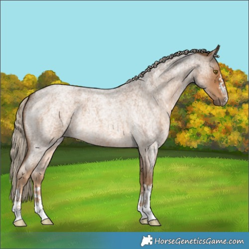 Horse Color:Chocolate Palomino Roan 