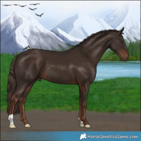 Horse Color:Liver Chestnut 