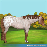 Horse Color:Red Roan Appaloosa