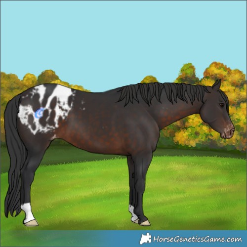 Horse Color:Brown Appaloosa 