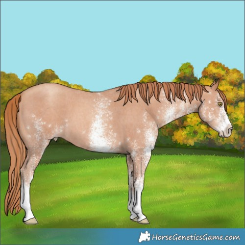 Horse Color:White Spotted Gold Champagne 