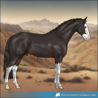 Horse Color:Liver Chestnut Splash 
