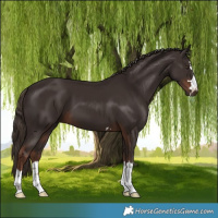 Horse Color:Liver Chestnut